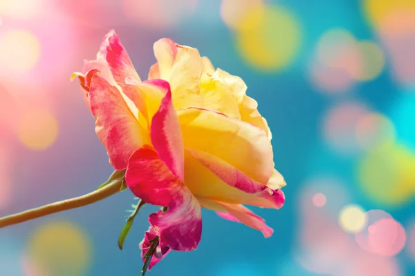 Bunte Rose — Stockfoto