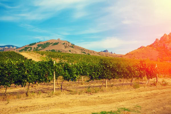 Vineyard at sunset — Stock Photo, Image