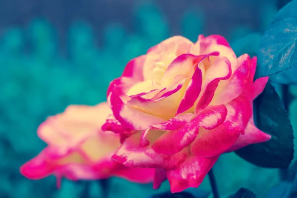 Colorful roses — Stock Photo, Image