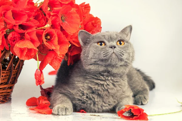 Cute cat with poppies — Stock Photo, Image