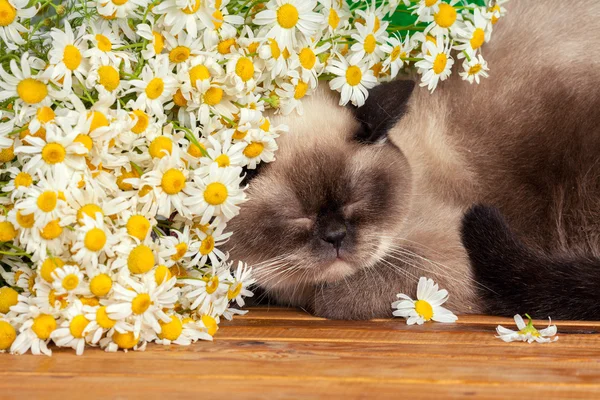Кот спит под цветами ромашки — стоковое фото
