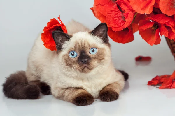 Cute kitten with poppies — Stock Photo, Image