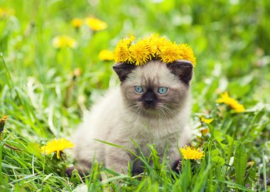 Dandelions çimenlerin üzerine oturmuş Siyam kedi yavrusu