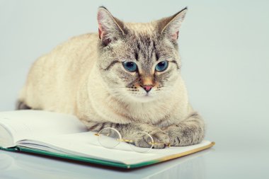 Defter (kitap okuma kedi)