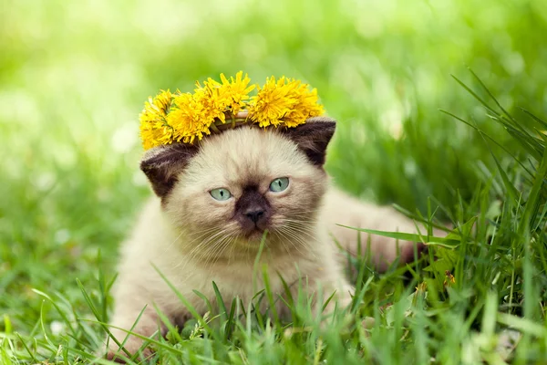 Kitten wearing a crown of dandelions — Stock Photo, Image