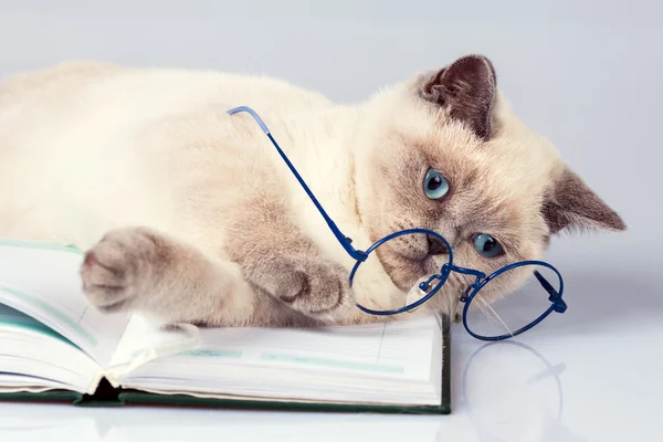 Cat wearing glasses, lying on the notebook — Stock Photo, Image