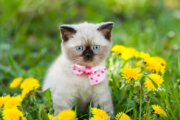 Şirin kedi yavrusu giyen papyon — Stok fotoğraf