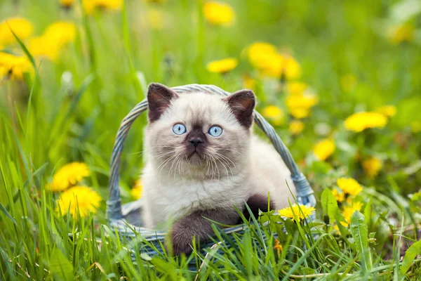 Little kitten in a basket on the grass — Stock Photo, Image