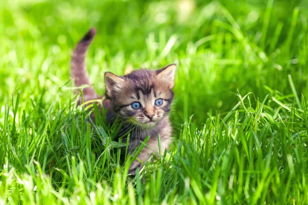 Котенок на зеленой лужайке — стоковое фото