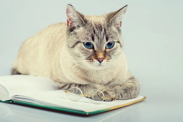 Katze liest Notizbuch (Buch) — Stockfoto