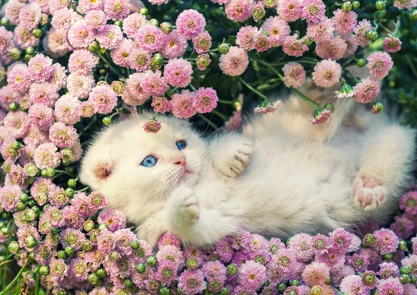 Kitten ontspannen in bloemen — Stockfoto