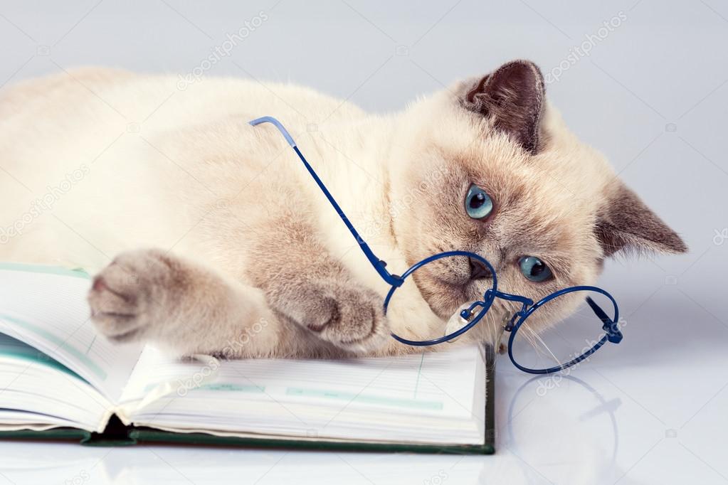 Cat wearing glasses, lying on the notebook
