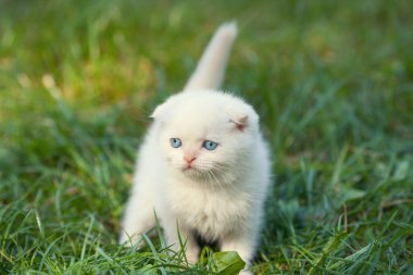 Yavru kedi yeşil çimenlerin üzerine yürür