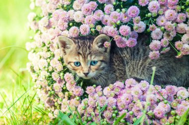 Çiçekli kedi yavrusu