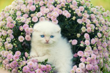 Картина, постер, плакат, фотообои "котенок в цветах постеры цветы природа герберы", артикул 79196446