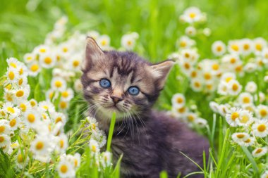 Çiçek çim üzerinde yavru kedi