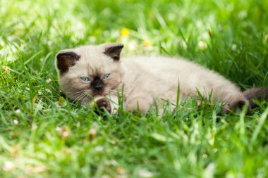 Yavru kedi çimenlerin üzerinde rahatlatıcı