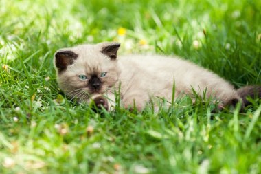 Kitten relaxing on the grass clipart