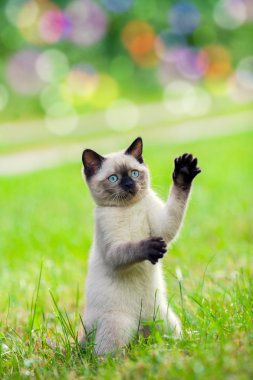 oynak yavru kedi
