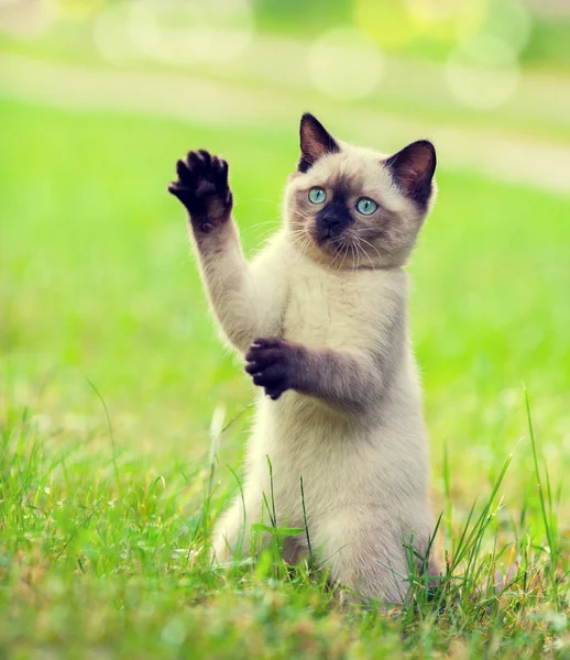 Zabawny kotek Syjamski na zielony trawnik — Zdjęcie stockowe