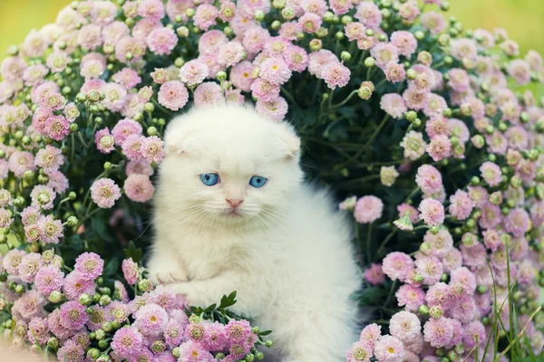 Kattunge i blommor — Stockfoto