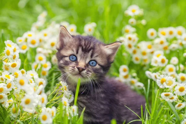 Çiçek çim üzerinde yavru kedi