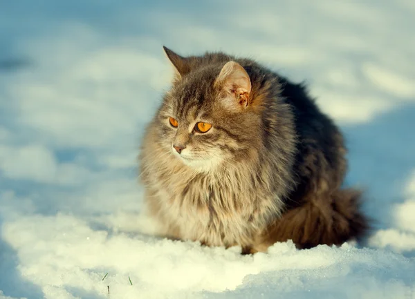 Katze im Schnee — Stockfoto