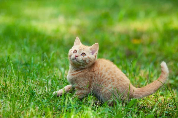 Gato na grama — Fotografia de Stock