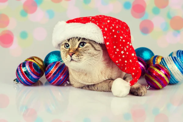 Cat memakai topi Santas — Stok Foto