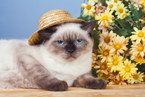 Chat portant un chapeau de paille — Photo