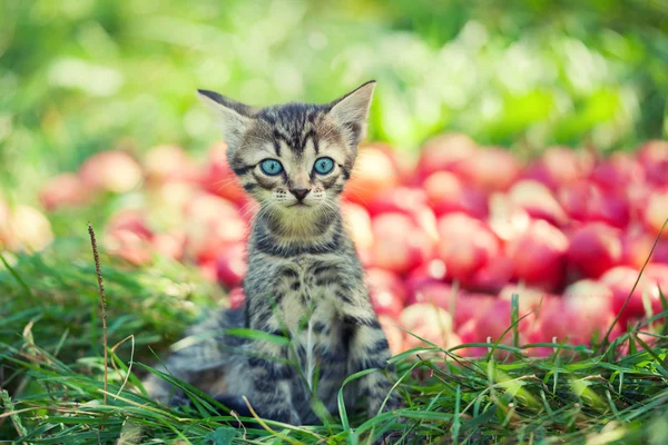 Pequeno gatinho — Fotografia de Stock