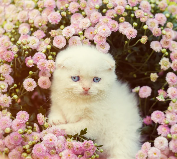 Kitten zitten in bloemen — Stockfoto