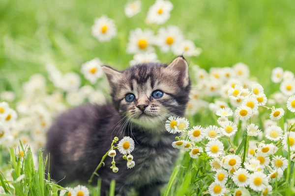 Kitten in flowers — Stock Photo, Image