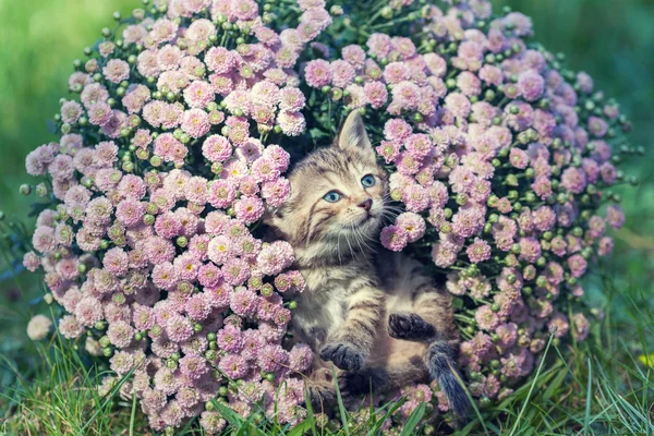 Gatinho em flores — Fotografia de Stock