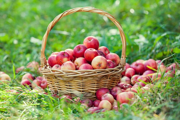Kosár vörös almával — Stock Fotó