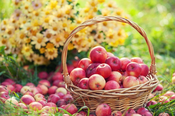 Basket with red apples — Stock Photo, Image