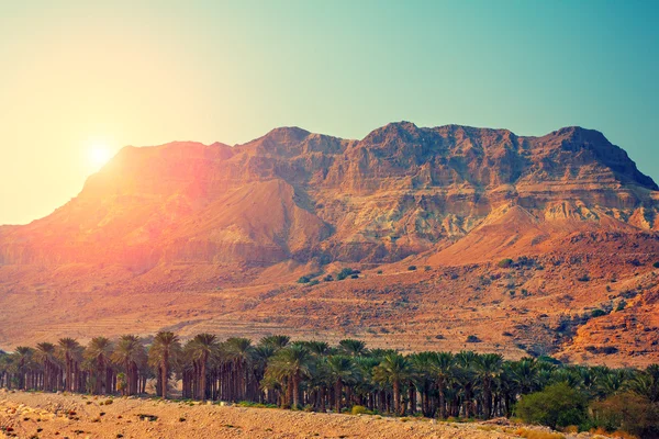 유대 사막 — 스톡 사진