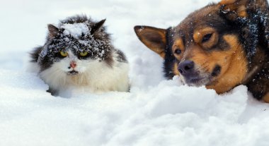 Kedi ve köpek kar üzerinde yalan