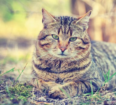 kedi portre