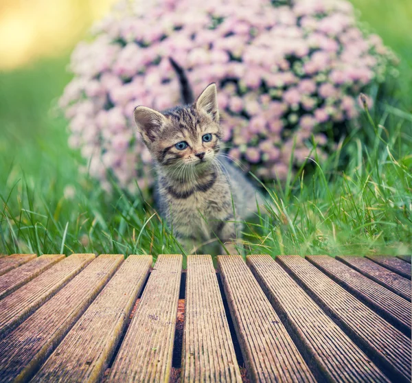 Koťátko v květinách — Stock fotografie