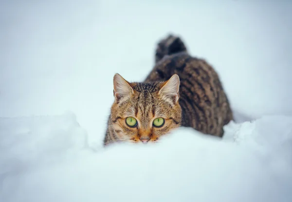 Katze im Schnee — Stockfoto