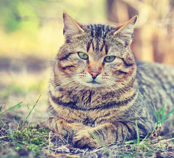 Katzenporträt — Stockfoto