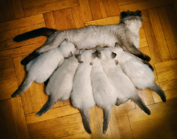 Mom cat feeding six little kittens — Stock Photo, Image