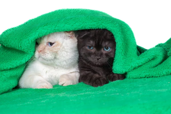 Dos lindos gatitos — Foto de Stock