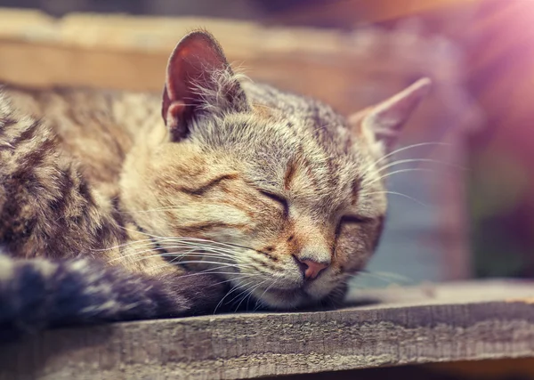 Gato durmiendo al aire libre — Foto de Stock