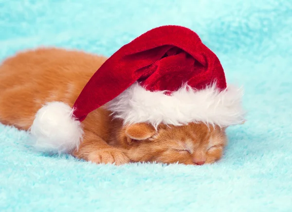 Kotek sobie Santa hat — Zdjęcie stockowe