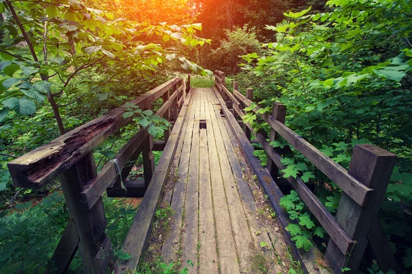 Старий дерев'яний міст у лісі — стокове фото