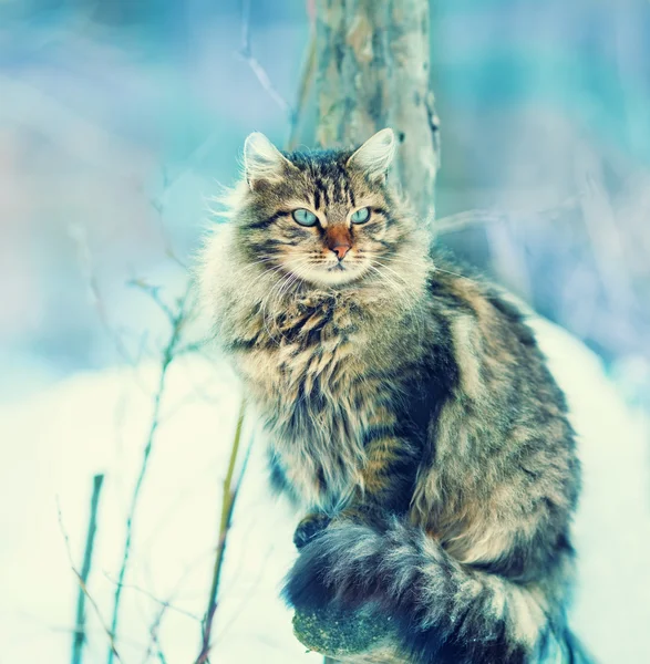 Gatto siberiano in inverno nevoso — Foto Stock