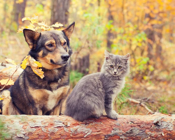Köpek ve kedi en iyi arkadaşlar. — Stok fotoğraf