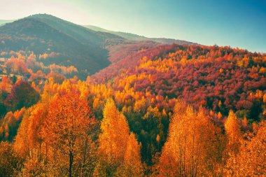 Güneşli bir sonbahar gününde renkli dağ yamaçlarının manzarası. Güzel manzara. Carpathian Dağları, Karpatya Rusçası, Ukrayna